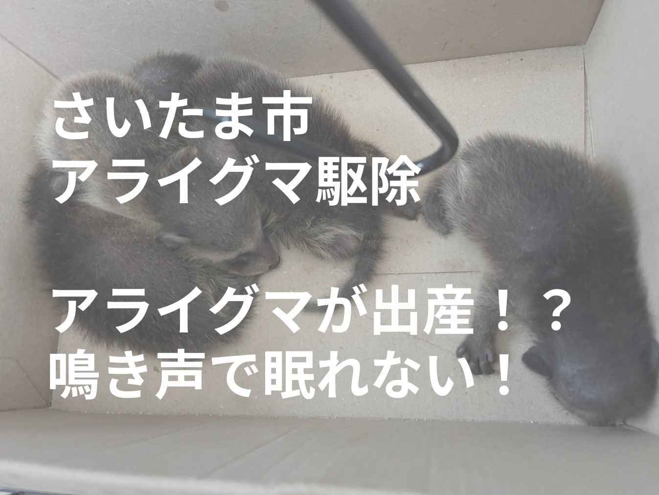 さいたま市アライグマ駆除　壁の中からアライグマの捕獲