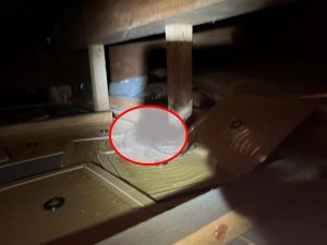 粘着シートによる捕獲