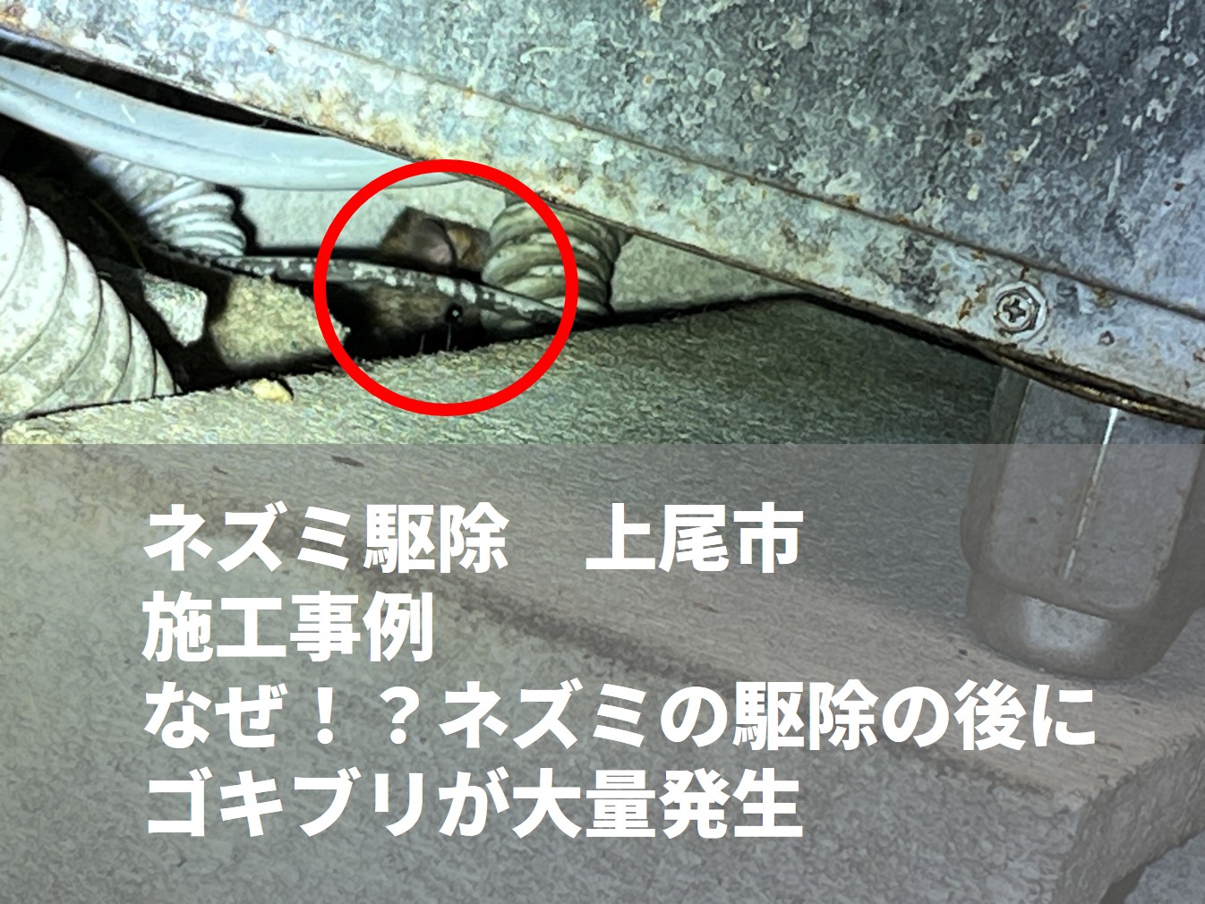 [施工事例]ネズミ駆除上尾市　什器の下に隠れているネズミ