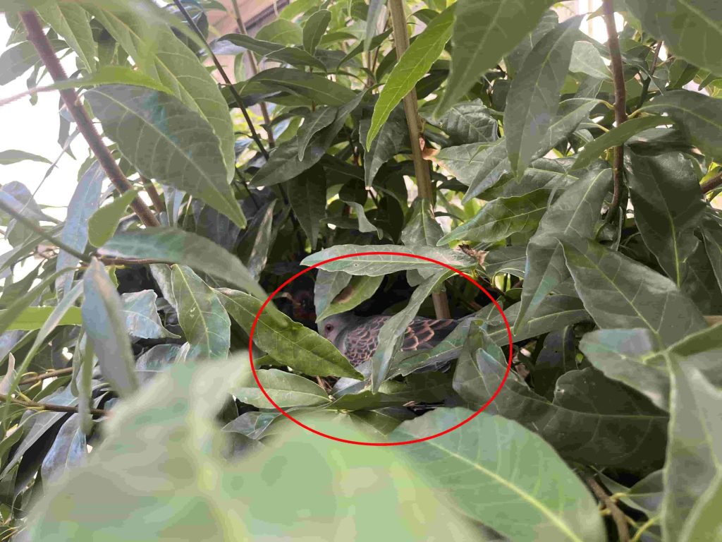 ハト駆除　さいたま市　植木にハトが巣を作ってしまった