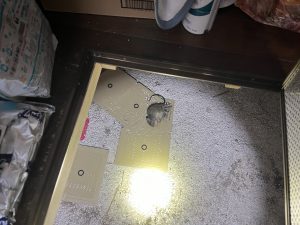 ネズミ駆除　粘着シートによる捕獲