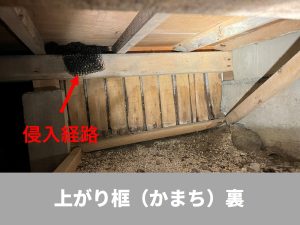 ネズミ防除　上がり框の穴　床下から見た様子