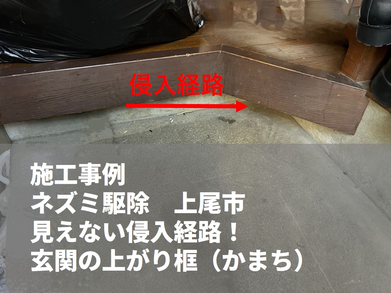 施工事例　ネズミ駆除　上尾市　上がり框からの室内への侵入