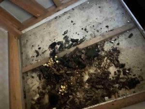 屋根裏に溜まったハクビシンの糞