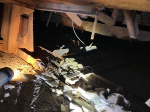 アライグマの糞