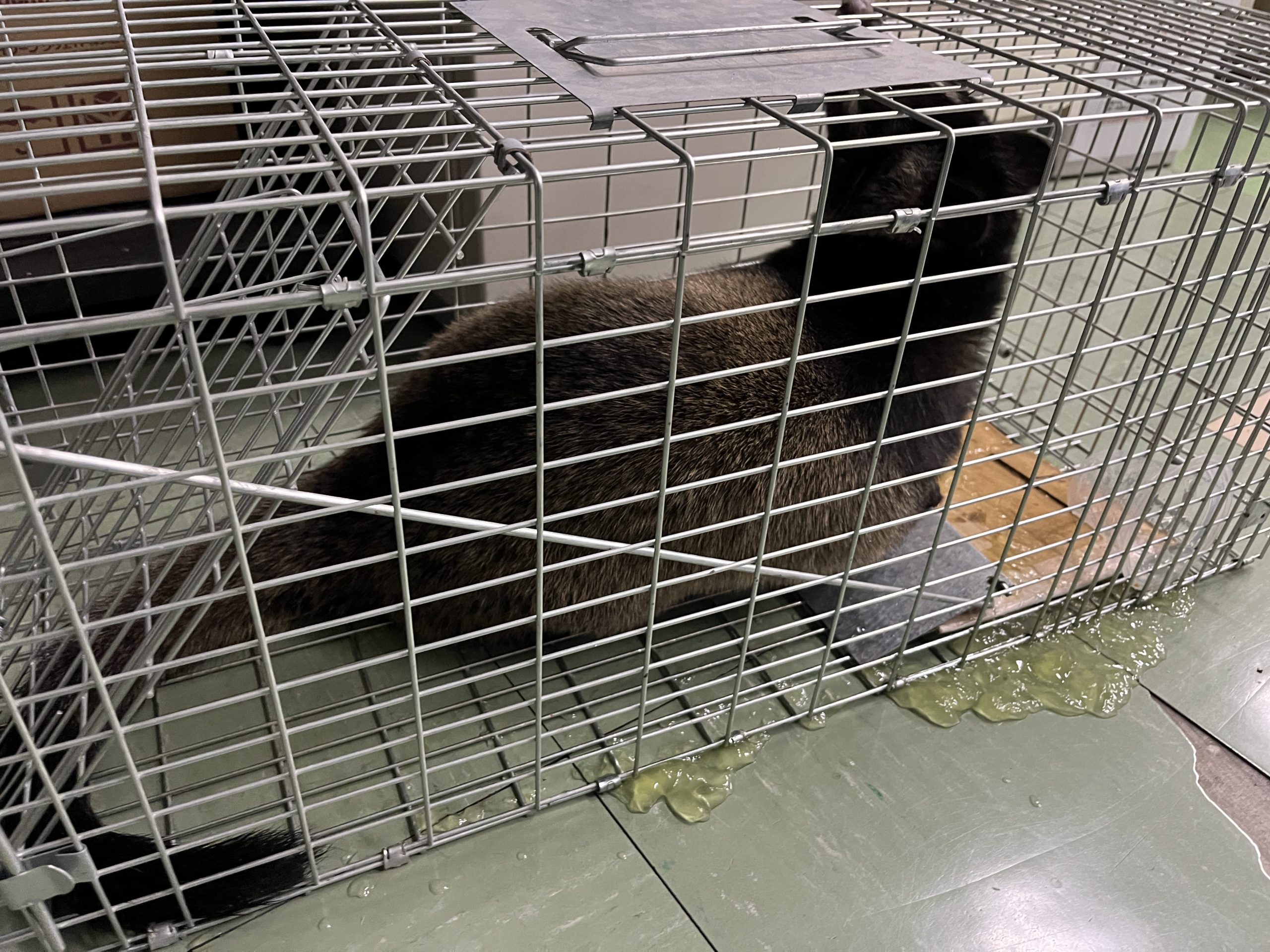 ハクビシン駆除　箱罠による捕獲