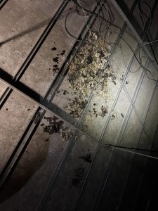 アライグマの糞