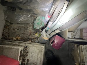 溜めていたゴミの隙間に散らばるネズミが食べた木の実