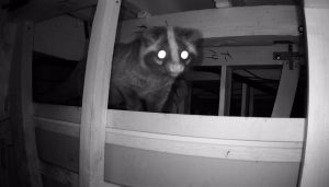 天井裏に侵入したハクビシン