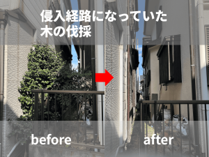 侵入経路になっていた木の伐採
