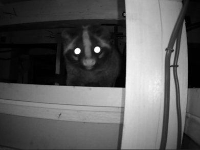 屋根裏に隠れていたハクビシン