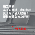 春日部市屋根裏から侵入したネズミ駆除の施工事例室内被害と侵入口を徹底特定して封鎖