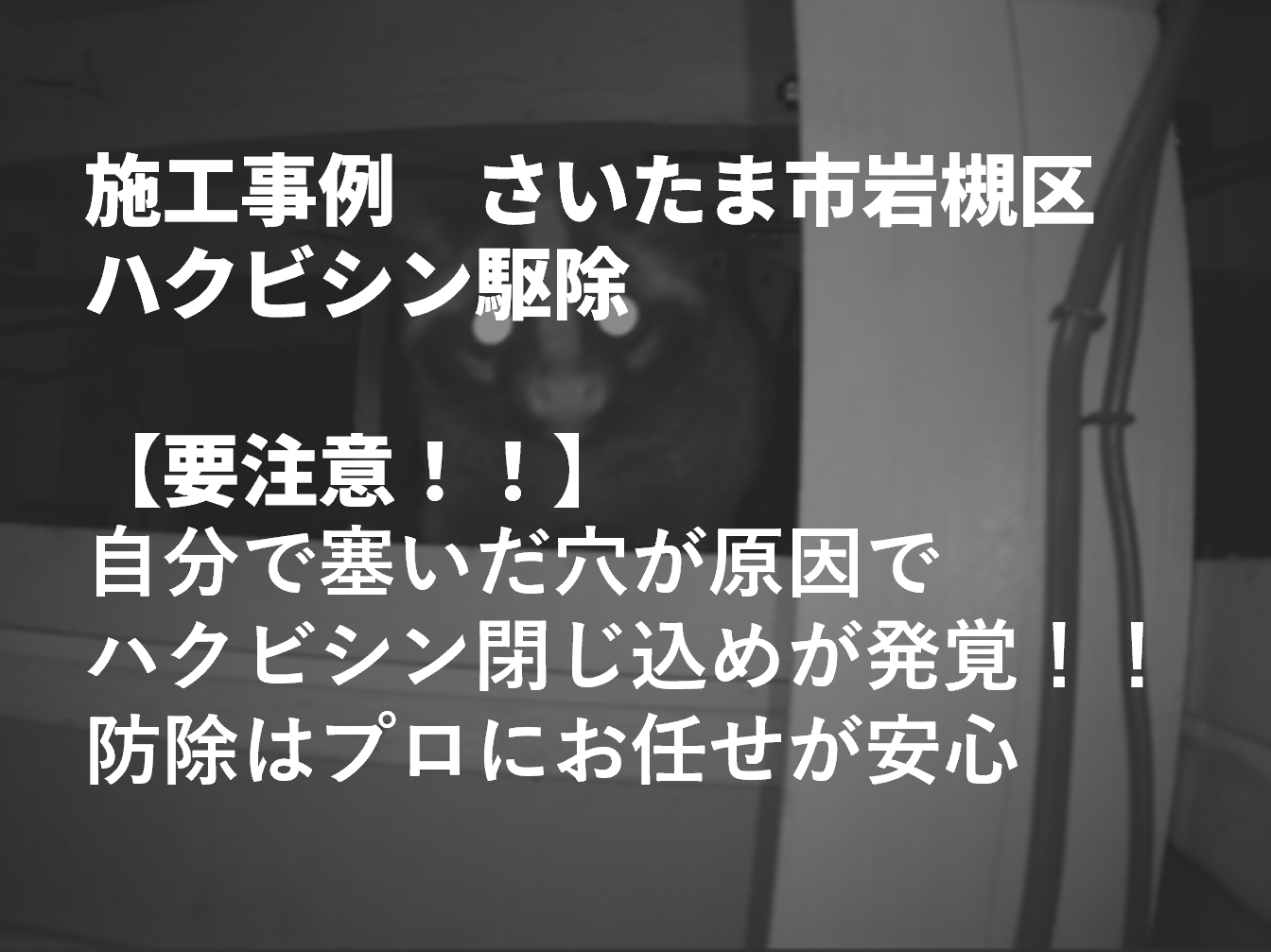 施工事例　さいたま市岩槻区ハクビシン駆除【要注意！！】自分で塞いだ穴が原因でハクビシン閉じ込めが発覚！！防除はプロにお任せが安心