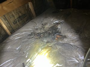 断熱材のハクビシンの糞